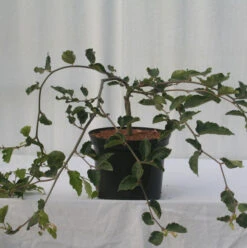 Süntelbuche Gespensterbuche 30-40cm - Fagus Sylvatica