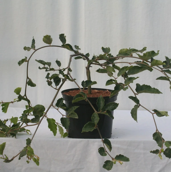 Süntelbuche Gespensterbuche 30-40cm - Fagus Sylvatica 3 Süntelbuche Gespensterbuche 30-40cm - Fagus Sylvatica