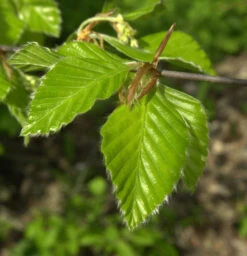 Rotbuche 80-100cm - Fagus Sylvatica
