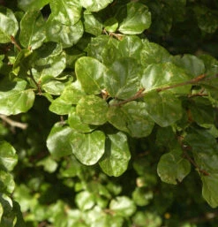 Säulen Rotbuche Cockleshell 40-60cm - Fagus Sylvatica