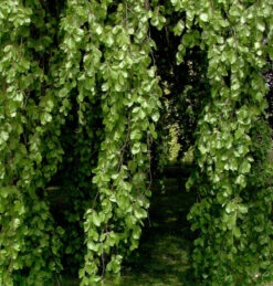 Hänge Buche 125-150cm - Fagus Sylvatica Pendula