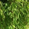 Gartenbambus Jiuzhaigou-1 125-150cm - Fargesia -Gartengrünpflanzen Geschäft Fargesia Jiuzhaigou BLWS100151 2