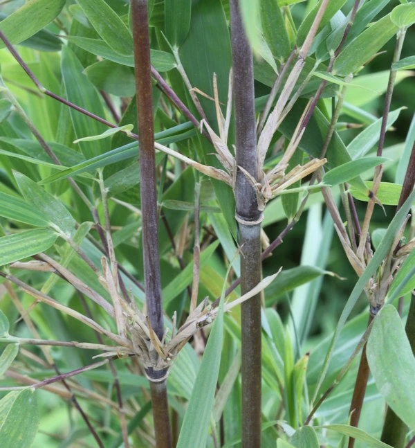 Gartenbambus Jiuzhaigou Genf 60-80cm - Fargesia Jiuzhaigou Genf 3 Gartenbambus Jiuzhaigou Genf 60-80cm - Fargesia Jiuzhaigou Genf