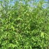 Wickinger Gartenbambus 125-150cm - Fargesia Hybrid -Gartengrünpflanzen Geschäft Fargesia hybrid Viking