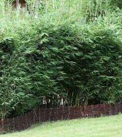 Blauer Drachenschuppenbambus Blue Lizard® 125-150cm - Fargesia Murielae