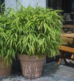 Schirmbambus Pingwu 60-80cm - Fargesia Murielae