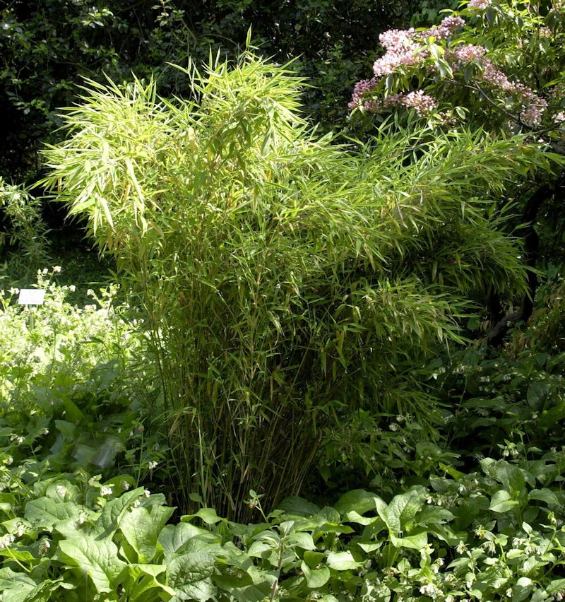 Gartenbambus Standing Stone 100-125cm - Fargesia Murielae 3 Gartenbambus Standing Stone 100-125cm - Fargesia Murielae