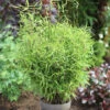 Gartenbambus Bimbo 40-60cm - Fargesia Murielae -Gartengrünpflanzen Geschäft Fargesia murielaeBimbo