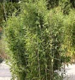 Gartenbambus Obelisk® 60-80cm - Fargesia Nitida