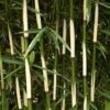 Hoher Heckenbambus Campbell 125-150cm - Fargesia Robusta -Gartengrünpflanzen Geschäft Fargesia robusta Campbell BLWS099224