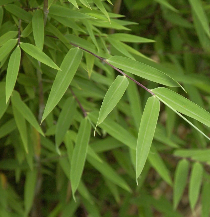 Kugelschnitt Gartenbambus Moontears® 25-30cm - Fargesia Speciosa 3 Kugelschnitt Gartenbambus Moontears® 25-30cm - Fargesia Speciosa