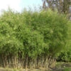 Schwarzer Gartenbambus 125-150cm - Fargesia Nitida -Gartengrünpflanzen Geschäft Fargesianitida