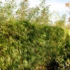 Heckenbambus 125-150cm - Fargesia Rufa -Gartengrünpflanzen Geschäft Fargesiarufa 1
