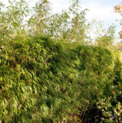 Heckenbambus 125-150cm - Fargesia Rufa