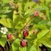Walderdbeere Alexandria - Fragaria Vesca -Gartengrünpflanzen Geschäft Fragaria Alexandria