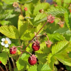 Walderdbeere Alexandria - Fragaria Vesca