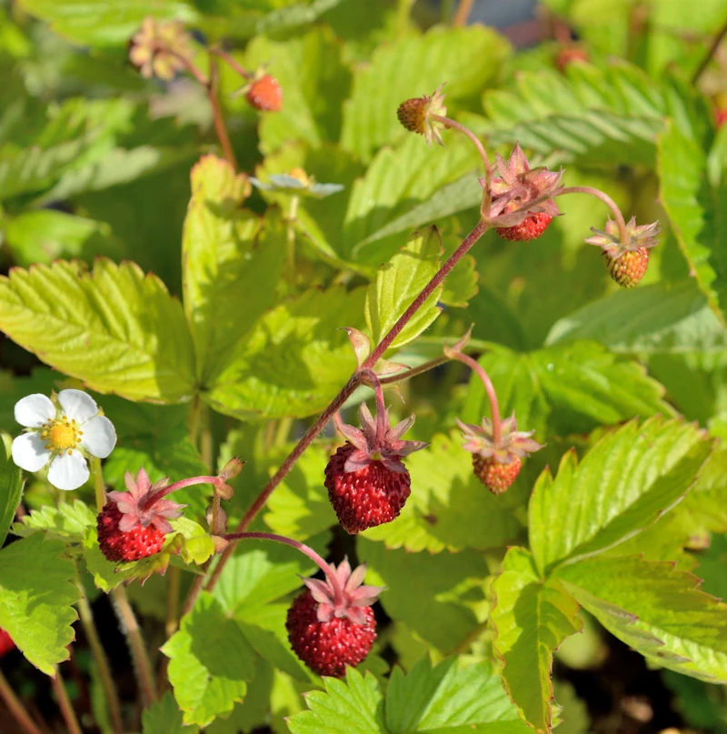 Walderdbeere Alexandria - Fragaria Vesca 3 Walderdbeere Alexandria - Fragaria Vesca