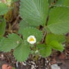 Garten Erdbeere Mieze Schindler - Fragaria Ananassa 1 Garten Erdbeere Mieze Schindler - Fragaria Ananassa -Gartengrünpflanzen Geschäft Fragaria Mieze Schindler