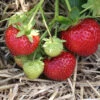 Garten Erdbeere Elan F1 - Großer Topf - Fragaria Ananassa -Gartengrünpflanzen Geschäft Fragaria ananassa ElanF1