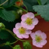Garten Erdbeere Rosana F1 - Fragaria Ananassa -Gartengrünpflanzen Geschäft Fragaria ananassa Rosana F1