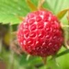 Garten Erdbeere Senga Segana - Fragaria Ananassa -Gartengrünpflanzen Geschäft Fragaria ananassa Senga Segana