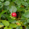 Teppich Erdbeere - Fragaria Chiloensis -Gartengrünpflanzen Geschäft Fragaria chiloensis Chaval