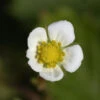 Garten Erdbeere Framboos - Fragaria Vesca -Gartengrünpflanzen Geschäft Fragaria vesca Framboos