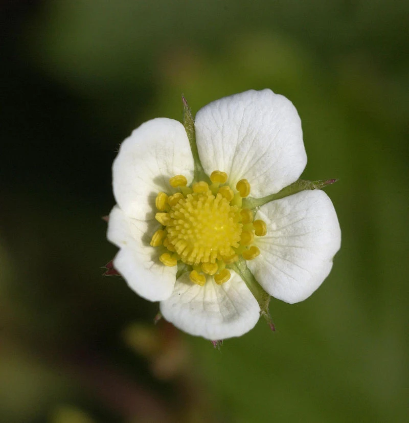 Garten Erdbeere Framboos - Fragaria Vesca 3 Garten Erdbeere Framboos - Fragaria Vesca