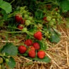 Garten Erdbeere Korona - Fragaria Ananassa 1 Garten Erdbeere Korona - Fragaria Ananassa -Gartengrünpflanzen Geschäft Fragaria vesca Korona
