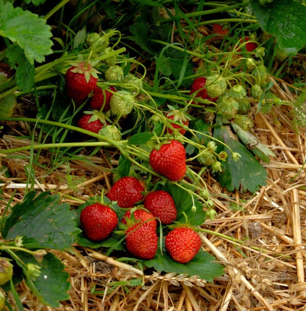 Garten Erdbeere Korona - Fragaria Ananassa 3 Garten Erdbeere Korona - Fragaria Ananassa