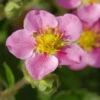 Rosa Walderdbeere - Fragaria Vesca