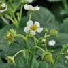 Walderdbeere Verbesserte Rügen - Fragaria Vesca Semperflorens -Gartengrünpflanzen Geschäft Fragaria vesca semperflorens Verbesserte Rgen 1