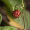 Walderdbeere - Fragaria Vesca -Gartengrünpflanzen Geschäft Fragariavesca