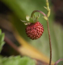 Walderdbeere - Fragaria Vesca