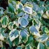 Gelbbunte Kaukasischer Strauch Efeu 80-100cm - Hedera Colchica -Gartengrünpflanzen Geschäft Hedera colchica Dentata Aureovariegata BLWS303660