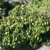 Kaukasischer Strauch Efeu 40-50cm - Hedera Colchica Arborescens -Gartengrünpflanzen Geschäft Hedera colchicaArborescens 3