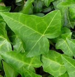 10x Efeu Heron 15-20cm - Hedera Helix