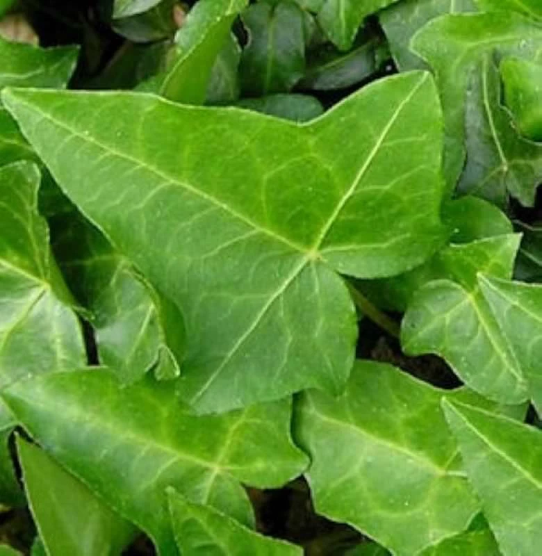 10x Efeu Heron 15-20cm - Hedera Helix 3 10x Efeu Heron 15-20cm - Hedera Helix