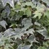 10x Efeu White Ripple 10-15cm - Hedera Helix -Gartengrünpflanzen Geschäft Hedera helix White Ripple