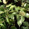 Strauch Efeu 80-100cm - Hedera Helix Arborescens -Gartengrünpflanzen Geschäft Hedera helixArborescens 1