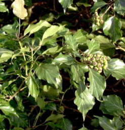 Strauch Efeu 60-80cm - Hedera Helix Arborescens