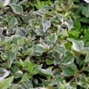 Efeu Goldchild 40-60cm - Hedera Helix -Gartengrünpflanzen Geschäft Hedera helixGoldchild