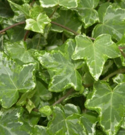 10x Efeu Kolibri 15-20cm - Hedera Helix