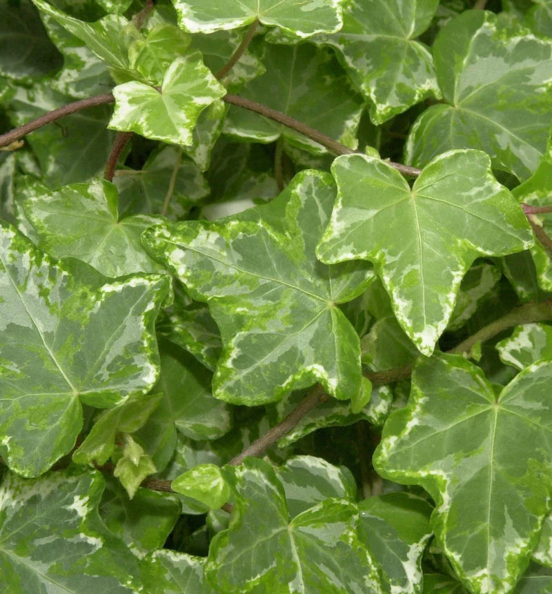 10x Efeu Kolibri 15-20cm - Hedera Helix 3 10x Efeu Kolibri 15-20cm - Hedera Helix