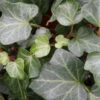 Efeu Plattensee 40-60cm - Hedera Helix -Gartengrünpflanzen Geschäft Hedera helixPlattensee 3
