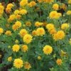 Sonnenauge Asahi - Heliopsis Scabra -Gartengrünpflanzen Geschäft Heliopsis scabra Asahi