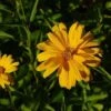Sonnenauge Sommersonne - Heliopsis Scabra
