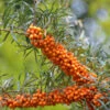 Weiblicher Sanddorn Askola 60-80cm - Hippophae Rhamnoides -Gartengrünpflanzen Geschäft Hippophae rhamnoides Askola 1 1