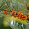 Sanddorn Friesdorfer Orange 40-60cm - Hippophae Rhamnoides -Gartengrünpflanzen Geschäft Hippophae rhamnoides FriesdorferOrange 1
