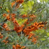 Weiblicher Sanddorn Leikora 60-80cm - Hippophae Rhamnoides -Gartengrünpflanzen Geschäft Hippophae rhamnoides Leikora 1 1 1 1